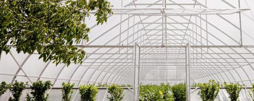 front-view-greenhouse-trees